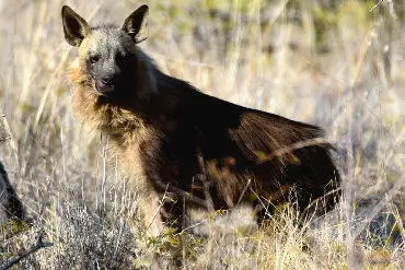 Brown Hyaena showing its shaggy, long dark coat